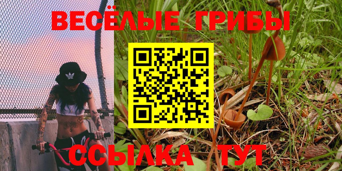 Псилоцибиновые грибы Psilocybe Новоуральск